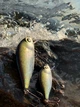 Воблер CONDOR FISHING Artful Crucian 70F 70мм 11г 0-1,0м #551 (4403070_70_551) - зображення 2
