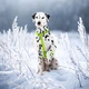 Шлея для собак анатомічна Waudog Waterproof з QR-паспортом L 25 х 50-8 х В 60-100 см (26623092) - зображення 3