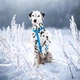 Шлея для собак анатомічна Waudog Waterproof з QR-паспортом L 25 х 50-8 х В 60-100 см (26623048) - зображення 3