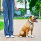 Повідець-рулетка для собак Waudog R-leash з контейнером для пакетів/світловідбивною стрічкою L до 40 кг 5 м Блакитний (26292 Col) - зображення 8