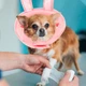 Мягкий воротник-подушка для кошек Lesko 2212CGAN028 L Bunny послеоперационный защитный от вылизывания - изображение 4