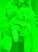 Жилет для собак Dogs Bomba лакований помаранчевий розмір 4 (2000000038476) - зображення 4