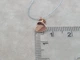 Золотая моносерьга-пуссета Сердечко.220993/1 - изображение 5