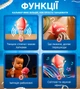 Танцующий кальмар для детей музыкальная игрушка кальмар интерактивная игрушка с музыкой детская игрушка осьминог танцующий Розовый - изображение 2