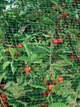 Сітка для рослин Parkside Garden Netting 4×5 м - зображення 2