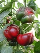Семена перца ратунда Бихар F1 10 шт. Lark Seeds - изображение 2