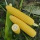Насіння кукурудзи Форвард F1 20 шт Lark Seeds - зображення 2