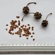 Метасеквойя семена 0,2 гр. (около 50 шт) (Metasequoia glyptostroboides) китайская глиптостробоидная - изображение 8