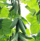 Насіння огірка Ніборі (KS 90)F1 Kitano Seeds (власне фасування) 10 шт/уп - изображение 2