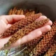 Чумиза в колосках для канарок, папуг та інших декоративних та співучих птахів - уп.50г (4 колоска) - зображення 2