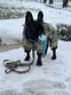 Игрушка для собак GiGwi Suppa Puppa Заяц с пищалкой, текстиль / резина, 15 см (75027) - изображение 4