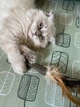 Игрушка для котов GiGwi Catnip Спресованная кошачья мята с пером, перо, кошачья мята, 8 см (75334) - изображение 3