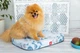 Чохол для лежанки WAUDOG Relax, малюнок "Скандинавія", розмір M, 80х55 см (1309-0120) - зображення 3