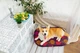 Чохол для лежанки WAUDOG Relax, малюнок "Гранат", розмір M, 80х55 см (1309-0107) - зображення 3