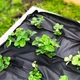 Агроволокно укрывное черное 50 г/м² 3,2×10 м для растений - изображение 2