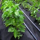 Агроволокно укрывное черное 50 г/м² 3,2×10 м для растений - изображение 3