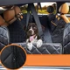 Чохол - гамак автомобільний для перевезення тварин (АОЖз-630-3) - зображення 2