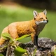 Фигурка Лиса XL Safari Ltd 100361 - изображение 1