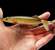 Набір Воблерів-квокерів Whopper Plopper Pike 13 см 16.7 грам 3 штуки + коробка - зображення 2