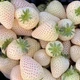 Удобрение для клубники - органическое, гуминовое, стимулятор роста Агровастин (концентрат) 1л. - изображение 4