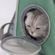 Рюкзак переноска для кота кошки котенка маленьких собак до 8 кг прозрачный зеленый (002279) - изображение 4