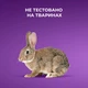 Набір косметики OGX Біотинова формула з колагеном для об'єму та зміцнення волосся Шампунь + Кондиціонер (3574661864952) - зображення 8
