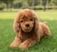 Мягкая игрушка щенок пушистый той пудель реалистичная собачка dog 40см (Vl 84) - изображение 1