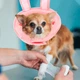 М'який комір-подушка для кішок Lesko 2212CGAN028 L Bunny післяопераційний захисний від вилизування - зображення 4