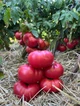 Томат Гном Укус змеи (80 см) 0,1 г - изображение 2