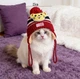 Шапка для кошек и собак "MIDI" Size XL - изображение 2
