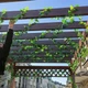 Штучна гірлянда з листя плюща / декоративна зелена лоза для декору дому та свят, комплект 5 шт по 2,2 м (125103249) - зображення 3