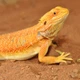 Субстрат для тераріума HABISTAT BEARDED DRAGON BEDDING 5 KG (R4100115) - изображение 2