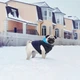 Курточка для животных Airy Vest двусторонняя M 45 чёрно-голубая (1622) Airy Vest 1622 883966 - изображение 2