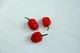 Перец острый "Хабанеро" красный семена 0,25 гр. (прибл 50 шт) Habanero red до 350 000 SHU - изображение 6
