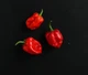 Перец острый "Хабанеро" красный семена 0,25 гр. (прибл 50 шт) Habanero red до 350 000 SHU - изображение 9