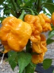 Перец острый 7 Pot yellow семена (10 шт) желтый суперхот до 1 200 000 SHU - изображение 4