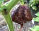 Перец острый Carolina Reaper Chocolate семена (5 шт) Каролина Рипер шоколад каролинский жнец чили суперхот до 2 200 000 SHU - изображение 2