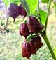 Перец острый Carolina Reaper Chocolate семена (5 шт) Каролина Рипер шоколад каролинский жнец чили суперхот до 2 200 000 SHU - изображение 4