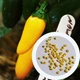 Перец острый Jalapeno Numex Lemon семена (5 шт) желтый Халапеньйо до 8 000 SHU - изображение 1