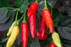 Перец острый Tabasco семена (5 шт) красный Табаско чили суперхот до 50 000 SHU - изображение 6