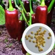 Перец острый Jalapeno Chocolate семена (5 шт) коричневый Халапеньйо шоколадный до 8 000 SHU - изображение 1