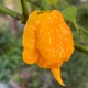 Перец острый Carolina Reaper Yellow семена (5 шт) желтый Каролина Рипер каролинский жнец чили суперхот до 2 200 000 SHU - изображение 5