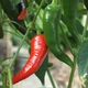 Перец острый Pepperoncini italy семена (5 шт) красный Пепперончини до 500 SHU - изображение 2