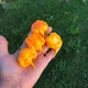 Перец острый Carolina Reaper Yellow семена (5 шт) желтый Каролина Рипер каролинский жнец чили суперхот до 2 200 000 SHU - изображение 6