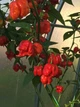 Перец острый Carolina Reaper Red семена (5 шт) красный Каролина Рипер каролинский жнец чили суперхот до 2 200 000 SHU - изображение 3