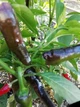 Перец острый Pepperoncini italy семена (5 шт) красный Пепперончини до 500 SHU - изображение 5