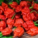 Перец острый Carolina Reaper Red семена (5 шт) красный Каролина Рипер каролинский жнец чили суперхот до 2 200 000 SHU - изображение 6
