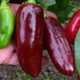 Перец острый Jalapeno Chocolate семена (5 шт) коричневый Халапеньйо шоколадный до 8 000 SHU - изображение 6