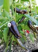 Перец острый Pepperoncini italy семена (5 шт) красный Пепперончини до 500 SHU - изображение 8
