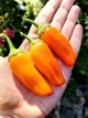 Перец острый Jalapeno Orange семена (5 шт) оранжевый Халапеньйо до 8 000 SHU - изображение 4